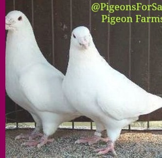 White Pigeons For Sale