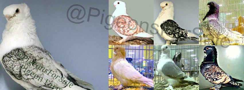 White Pigeons For Sale Logo