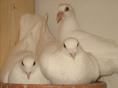 White Pigeons For Sale Logo