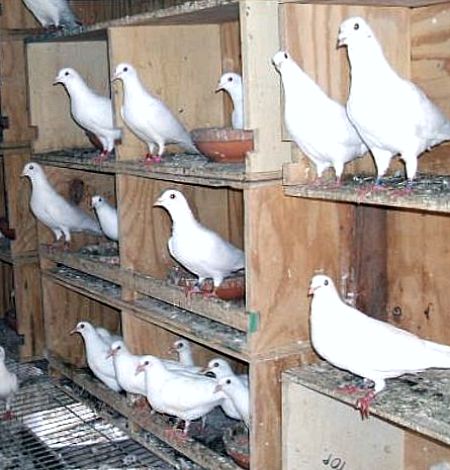 White Racing Pigeons For Sale