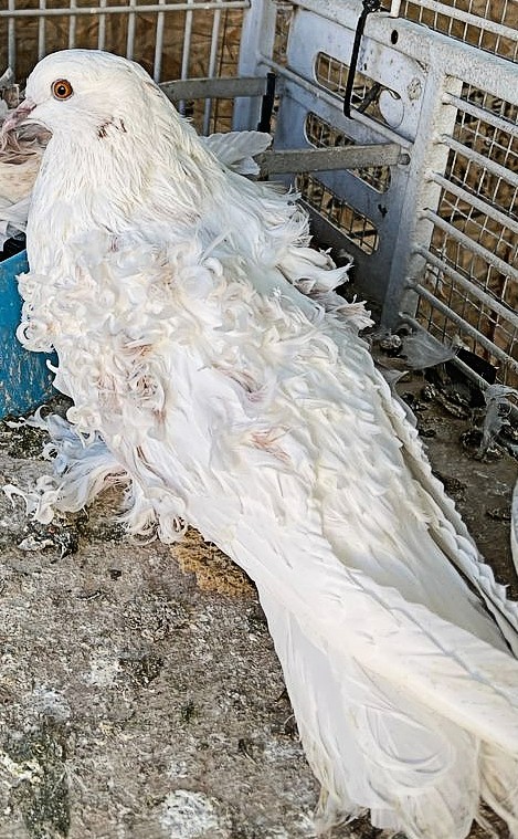 White Pigeons For Sale