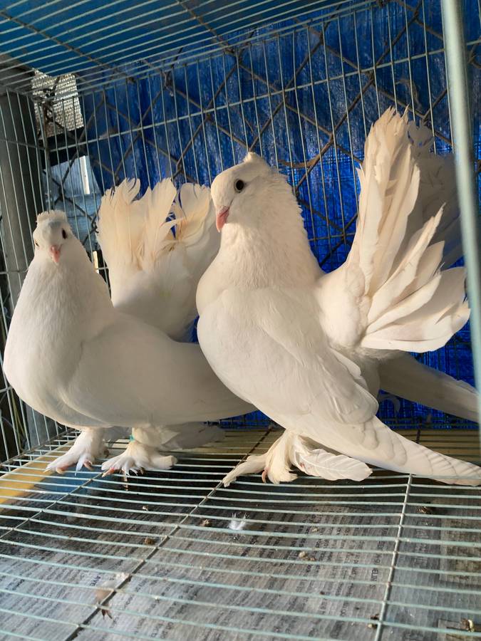 White Pigeons For Sale