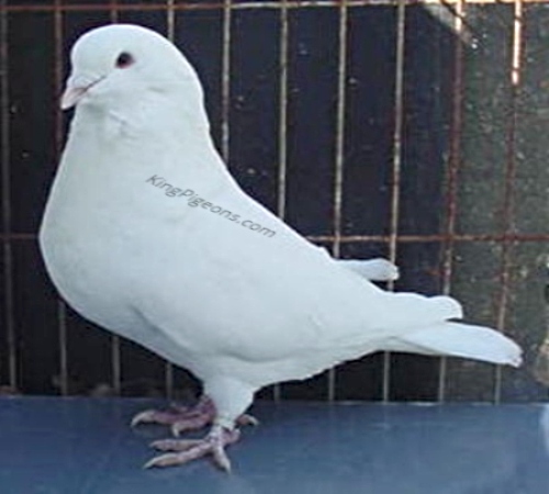 White King Pigeons For Sale