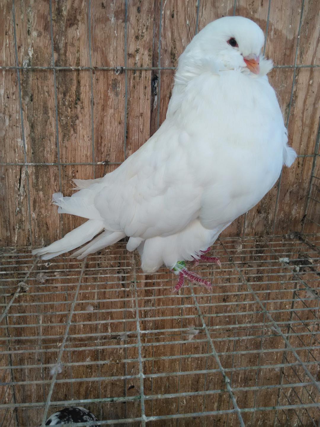 White Pigeons For Sale